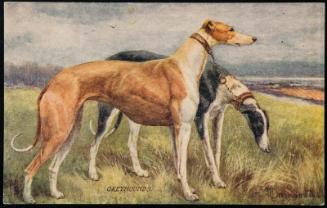 GREYHOUNDS.