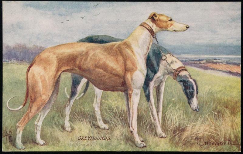 GREYHOUNDS.