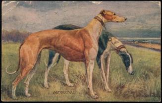 GREYHOUNDS.