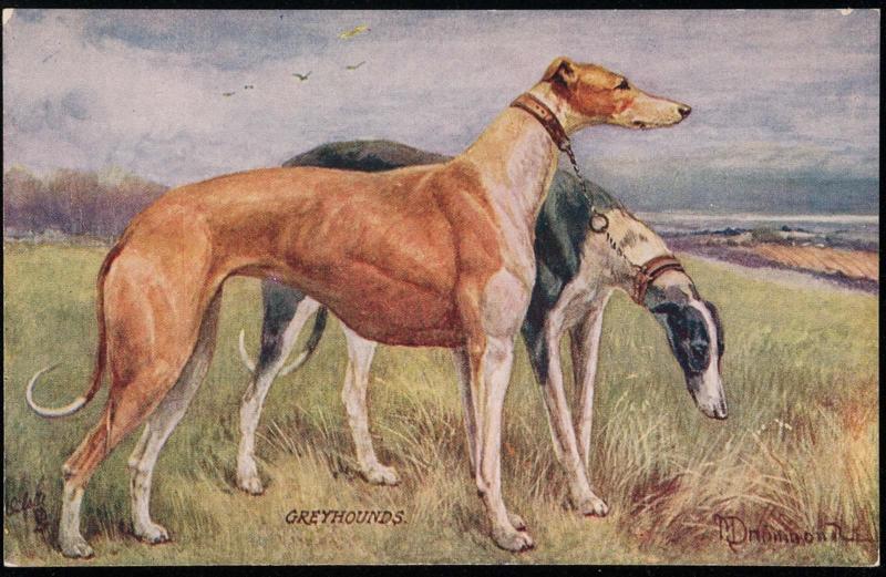 GREYHOUNDS.