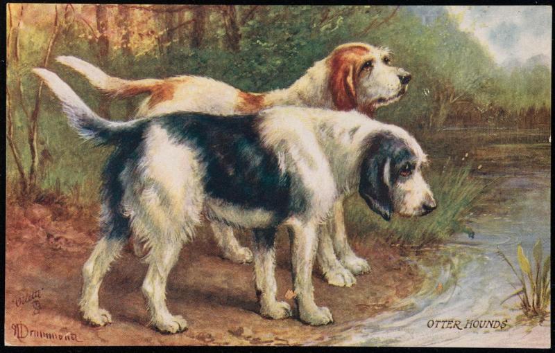 OTTER HOUNDS.