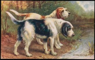 OTTER HOUNDS.
