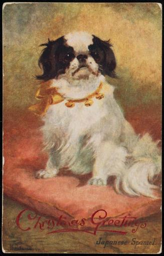 Japanese Spaniel.