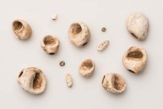 Shells