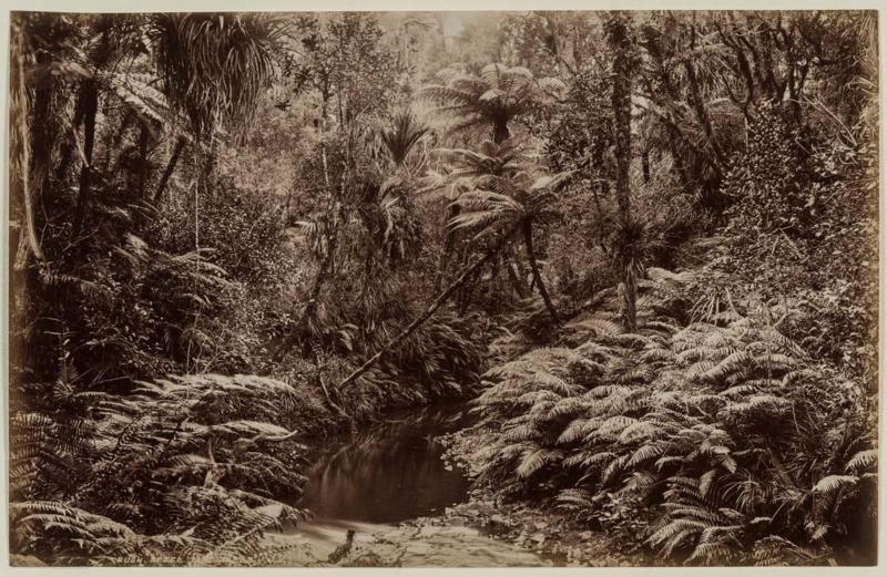 Bush Creek, New Zealand (17233 J.V.)