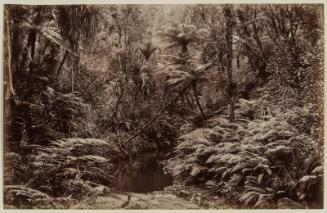 Bush Creek, New Zealand (17233 J.V.)