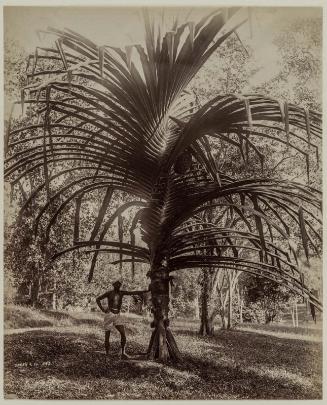 Man and Palm