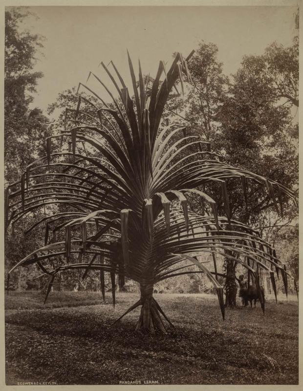 Pandanus Leran