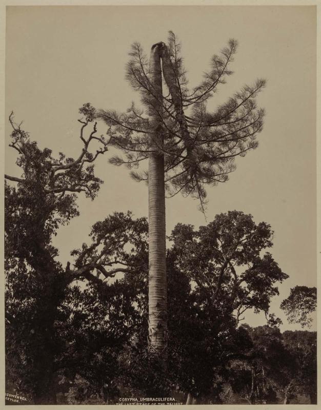 Corypha Umbraculifera (The last stage of the Talipot)