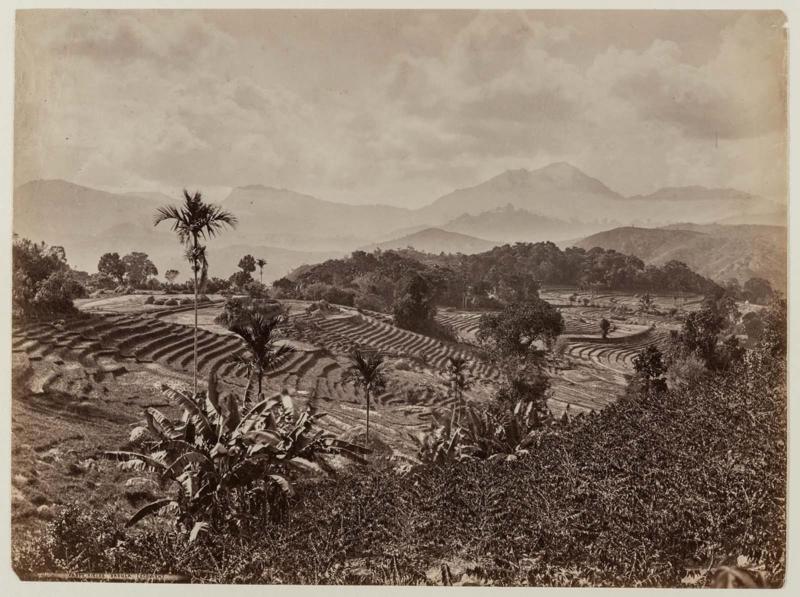 Paddy Fields, Badula