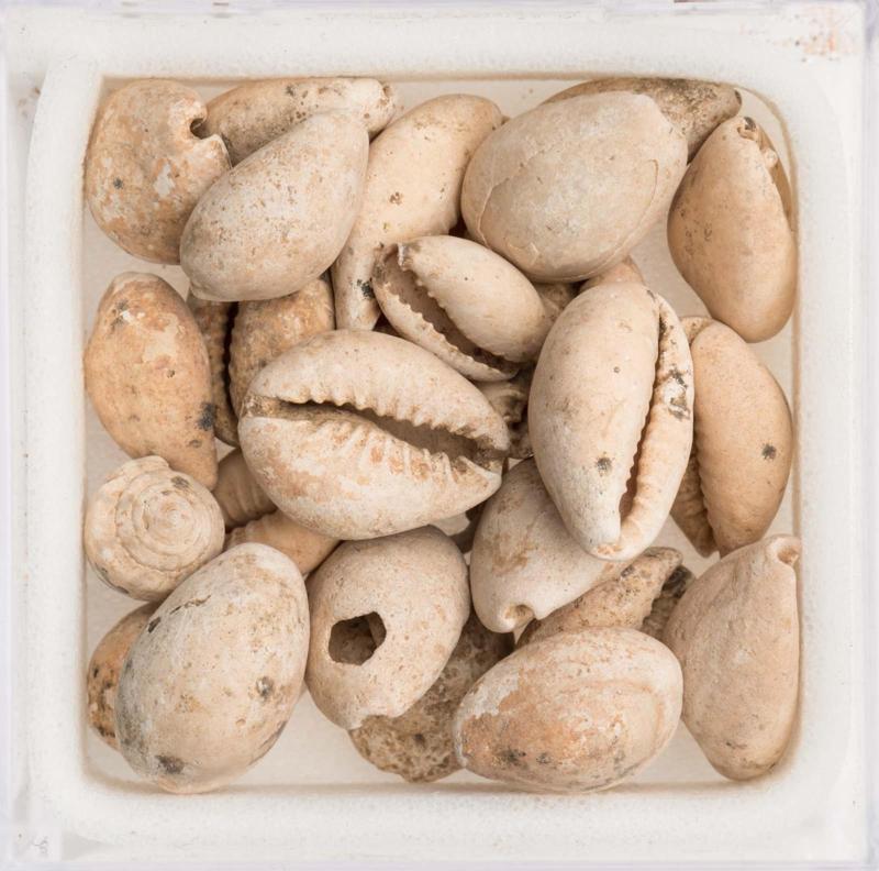 Twenty-six cowrie shells, one spiral shell