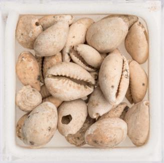 Twenty-six cowrie shells, one spiral shell