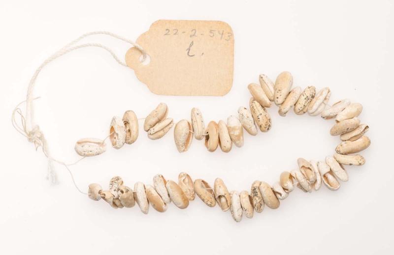 Shells