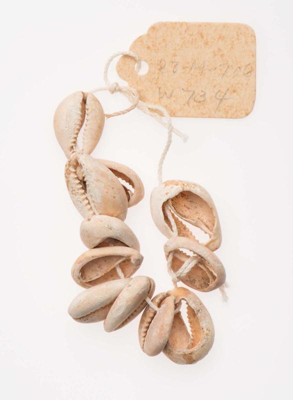 Cowrie shell beads