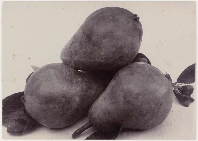 Pear Clapp's Favourite