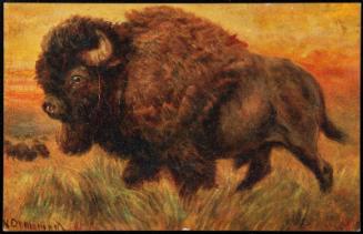 Buffalo (King of the Plains).