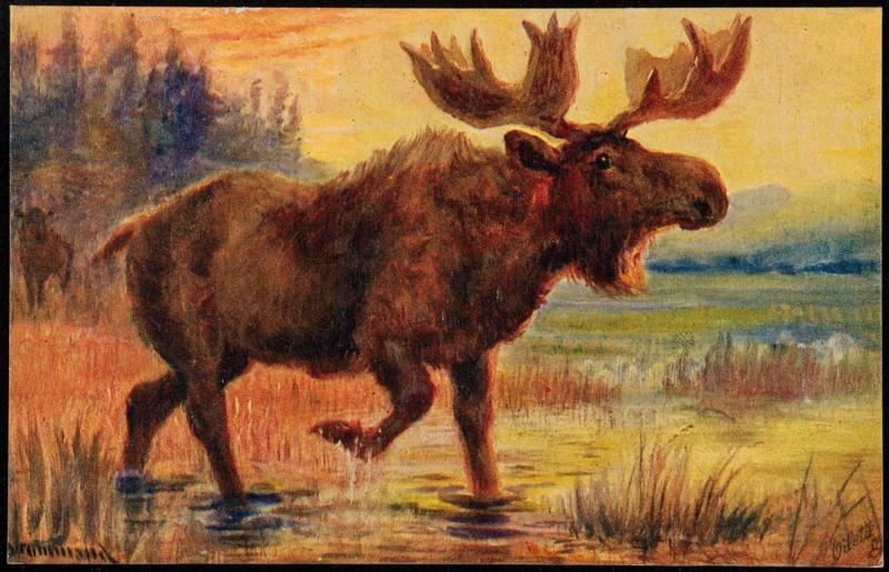 Moose.