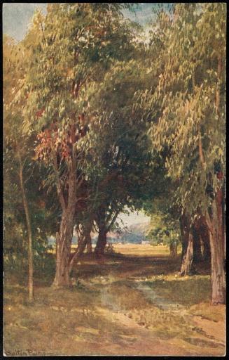 A Eucalyptus Grove, California.