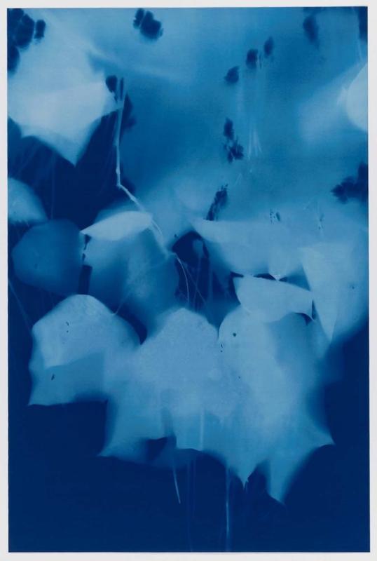 Catalpa 8.26.14,5