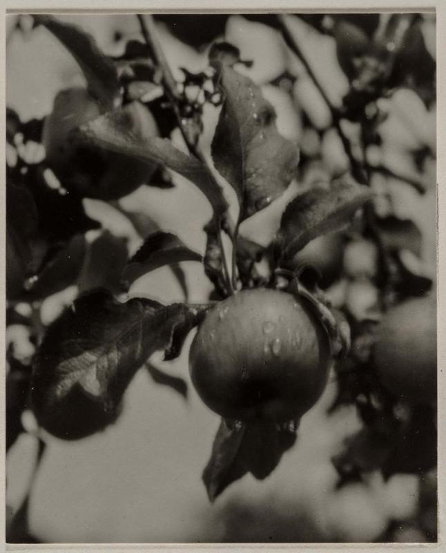 Apple and Drops of Rain, Lake George