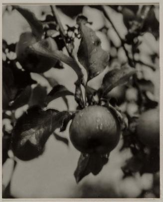 Apple and Drops of Rain, Lake George