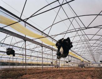 Greenhouse, Sicily, 2002