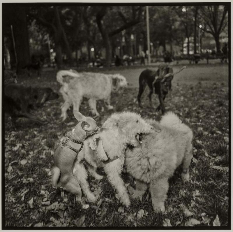 Dogs, Washington Square Park, NY