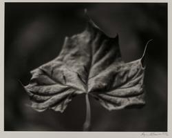 Sycamore Leaf from the Ozark Portfolio