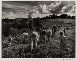 Bringing in Cows from the Ozark Portfolio