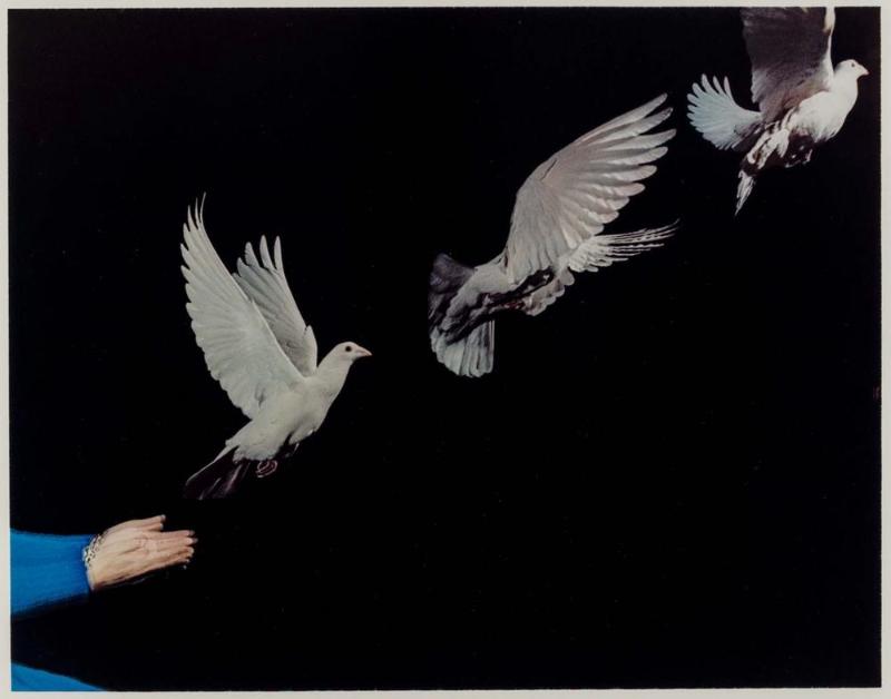 Pigeon Released