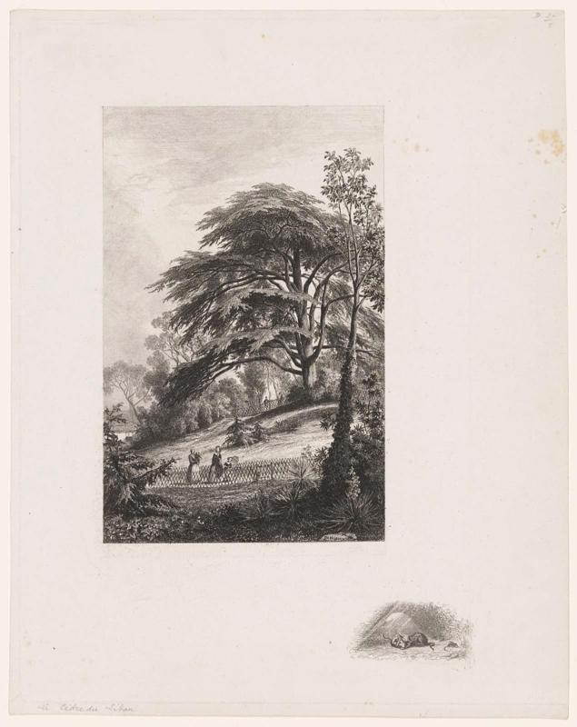 Le Cèdre du Liban