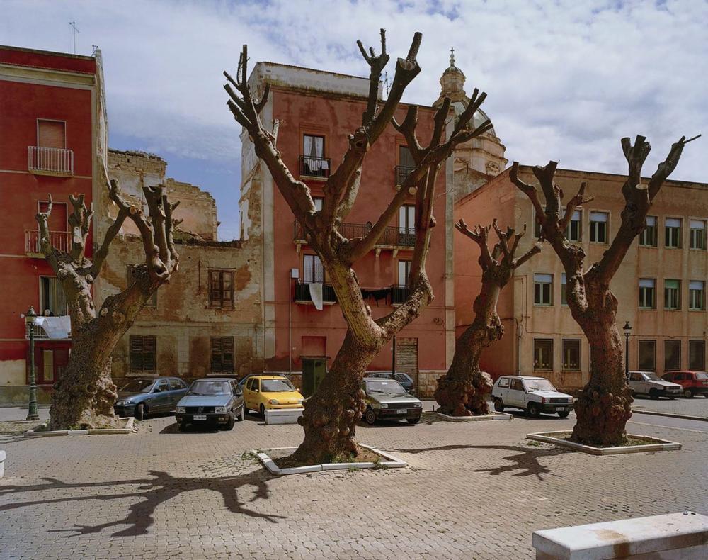 Trees, Trapani, Sicily