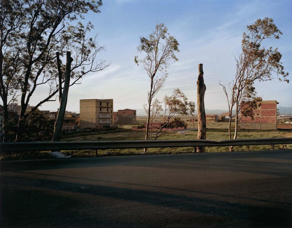 Road, Trees, Gela, Sicily