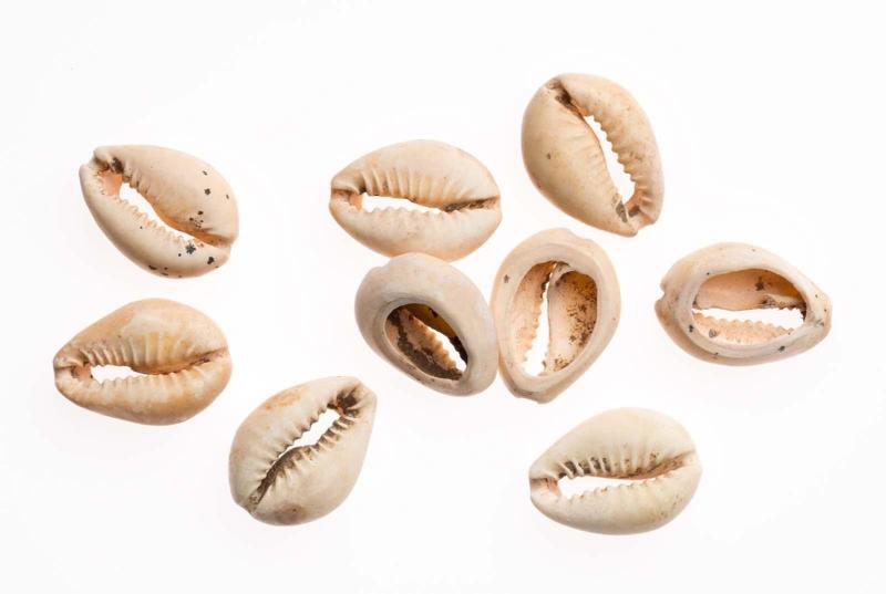 Cowrie shells