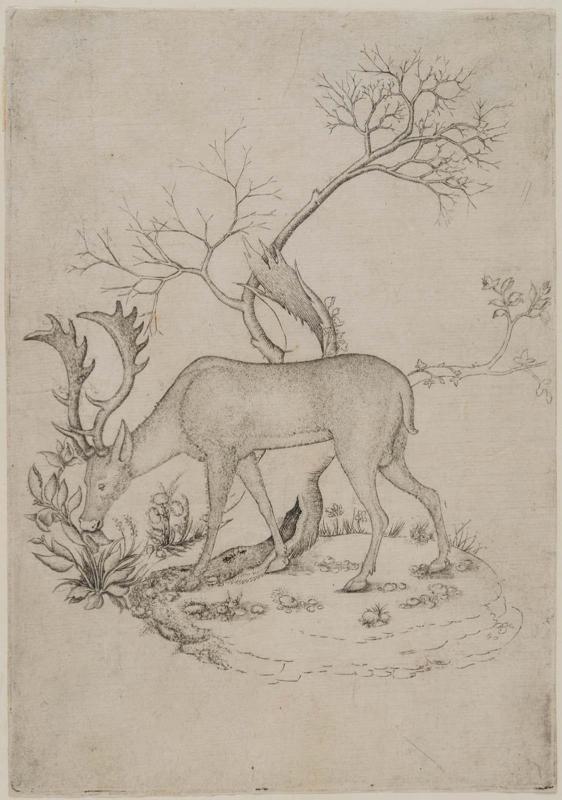 A Stag Browsing