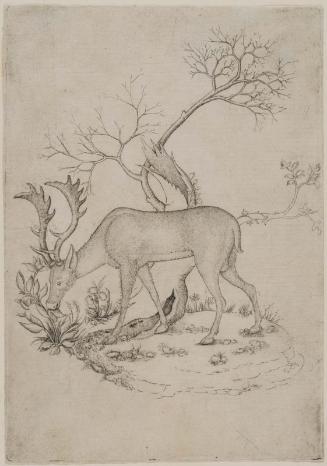 A Stag Browsing