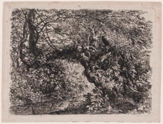 The Old Willow by the Stream