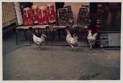 New York (Chickens)
