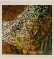 Untitled from the Plant Series