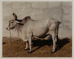 Bull