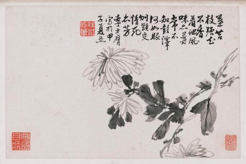 Chrysanthemum blossoms