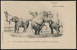 No. 1 - Un des groupes d' Éléphants de BARNUM & BAILEY en file indienne.