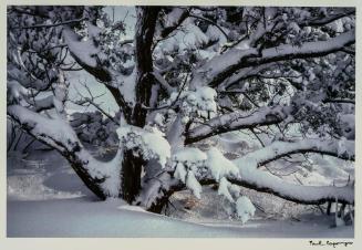 Juniper in Snow, New Mexico from the portfolio Color Nature Landscapes I