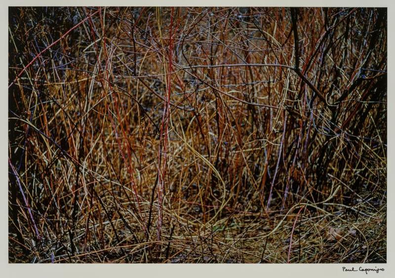 Straw and Bramble, Redding Ct. from the portfolio Color Nature Landscapes I