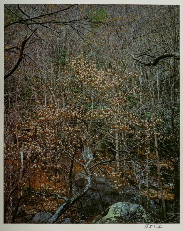Shad Tree in Bloom, Great Smokey Mountains, 14 April 1968, from the portfolio Color Nature Landscapes I