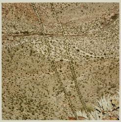 Untitled (OF-4-80) from the series Ocotillo Flat