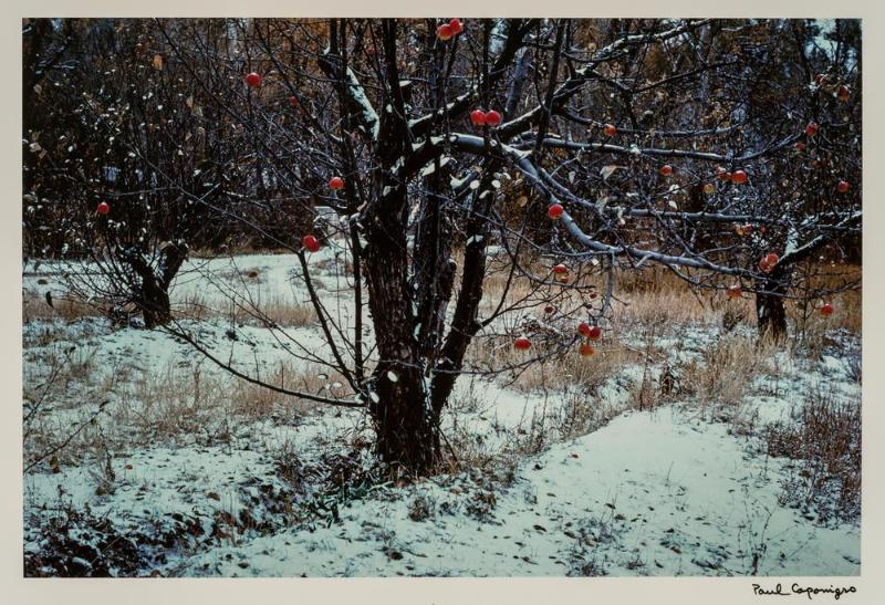 Apple Orchard, Tesuque, NM from portfolio Color Nature Landscapes II