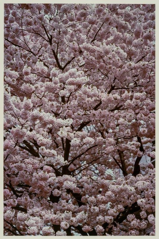 Cherry Blossoms, Tokyo, Japan from portfolio Color Nature Landscapes II