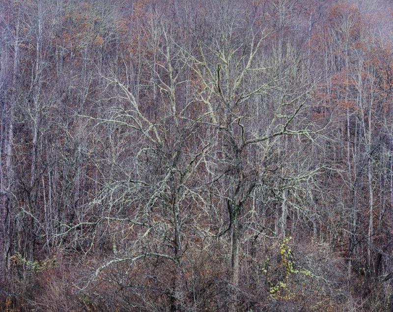 Rain, Oaks and Hillside, Ravensford, North Carolina