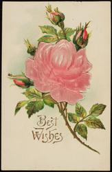 Best Wishes